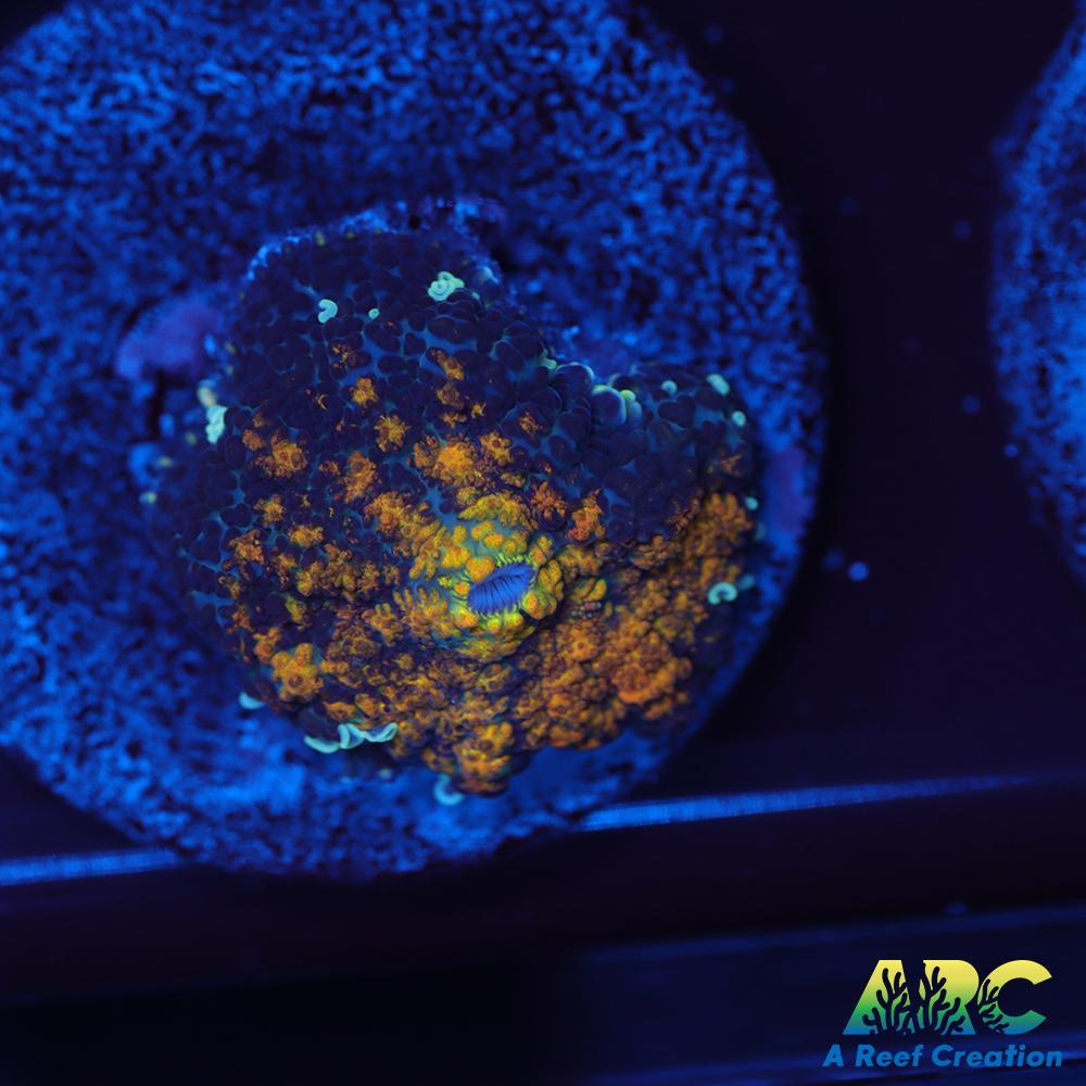 Fall Foliage Rhodactis