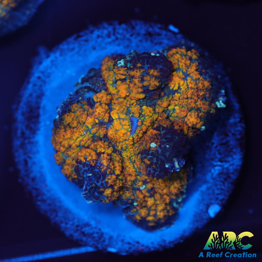 Fall Foliage Rhodactis