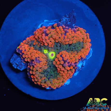Awesome Orange Ricordea