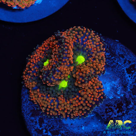 Awesome Orange Ricordea