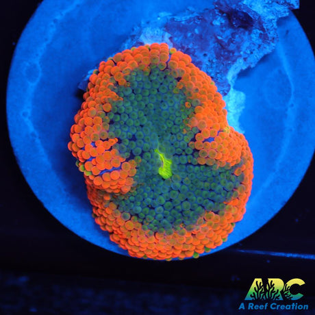 Awesome Orange Ricordea