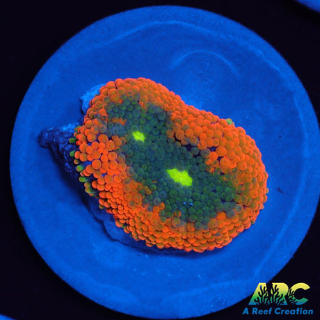 Awesome Orange Ricordea
