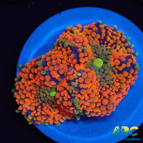 Awesome Orange Ricordea