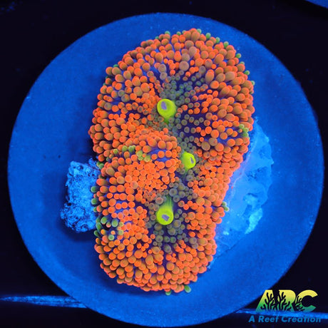 Awesome Orange Ricordea