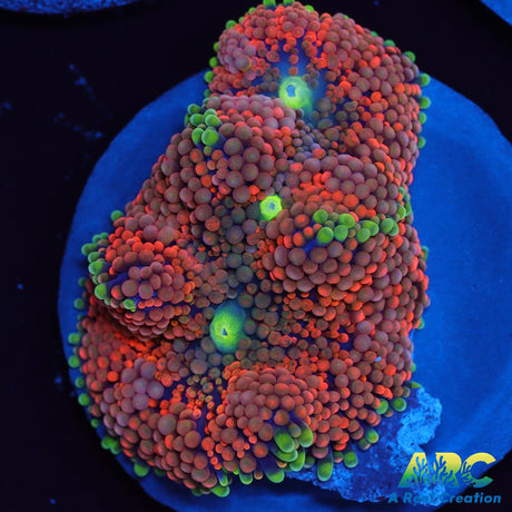 Awesome Orange Ricordea