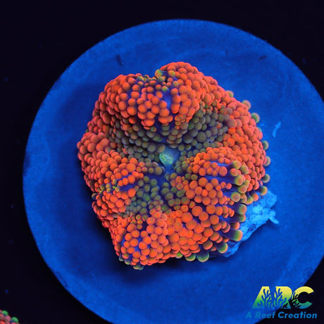 Awesome Orange Ricordea