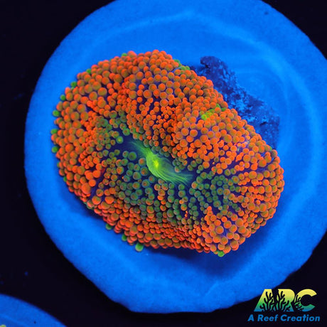 Awesome Orange Ricordea
