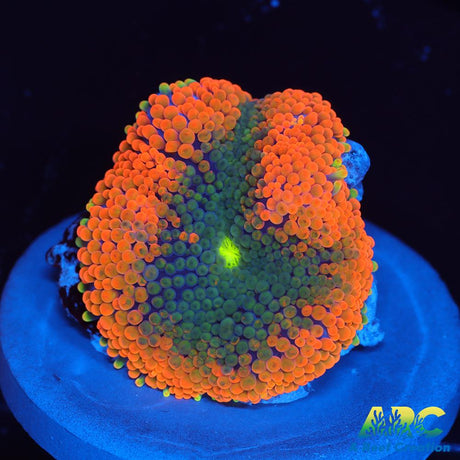 Awesome Orange Ricordea