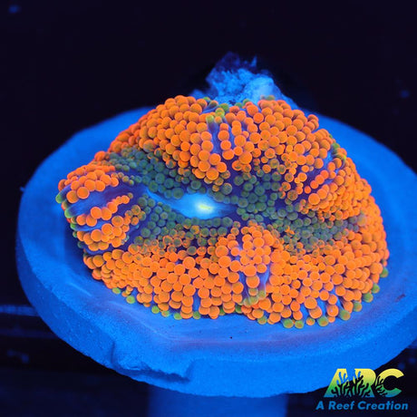 Awesome Orange Ricordea