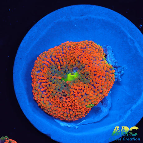 Awesome Orange Ricordea
