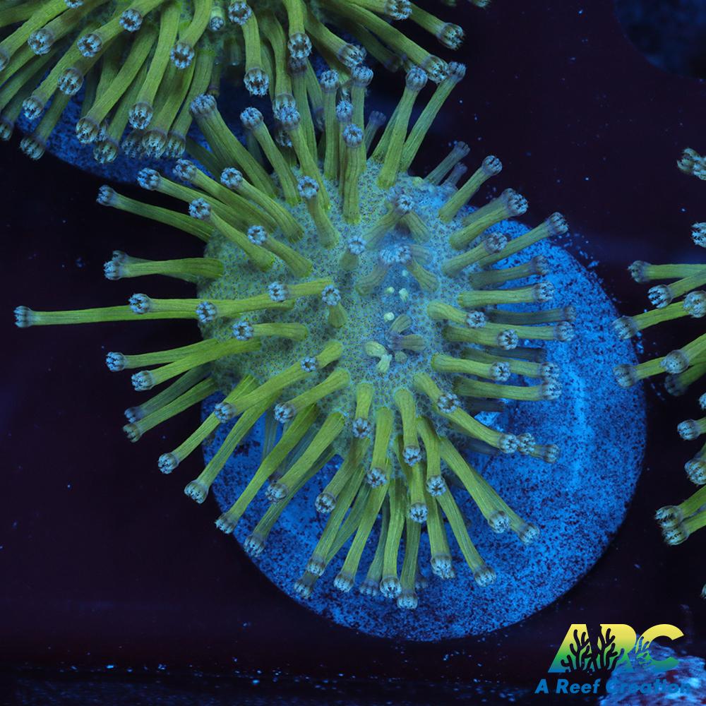 Long Polyp Green Toadstool Leather