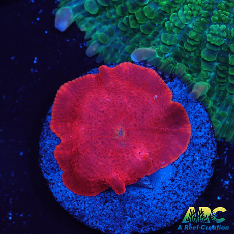 Dave's Neon Red with white speckles Mushroom