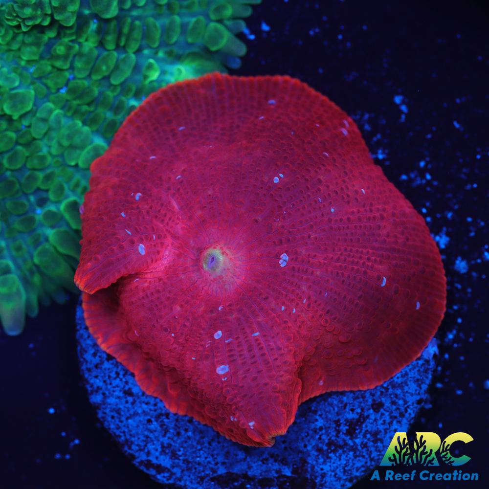 Dave's Neon Red with white speckles Mushroom