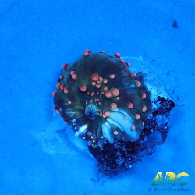 Dragon Lady Bounce Mushroom