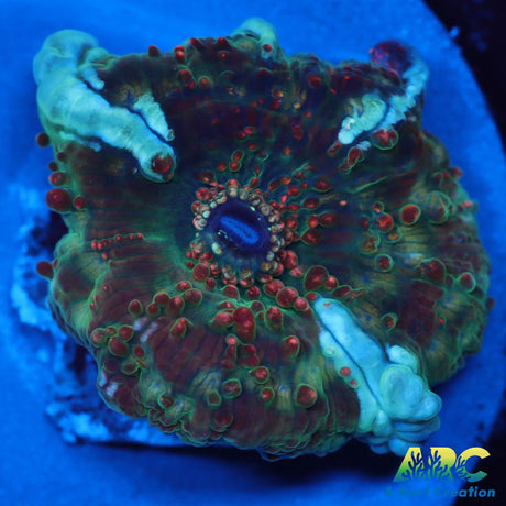 Dragon Lady Bounce Mushroom
