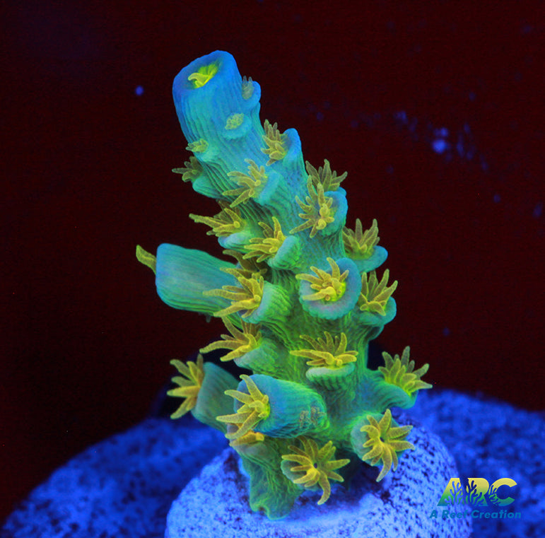 RRC orange Passion Tenuis