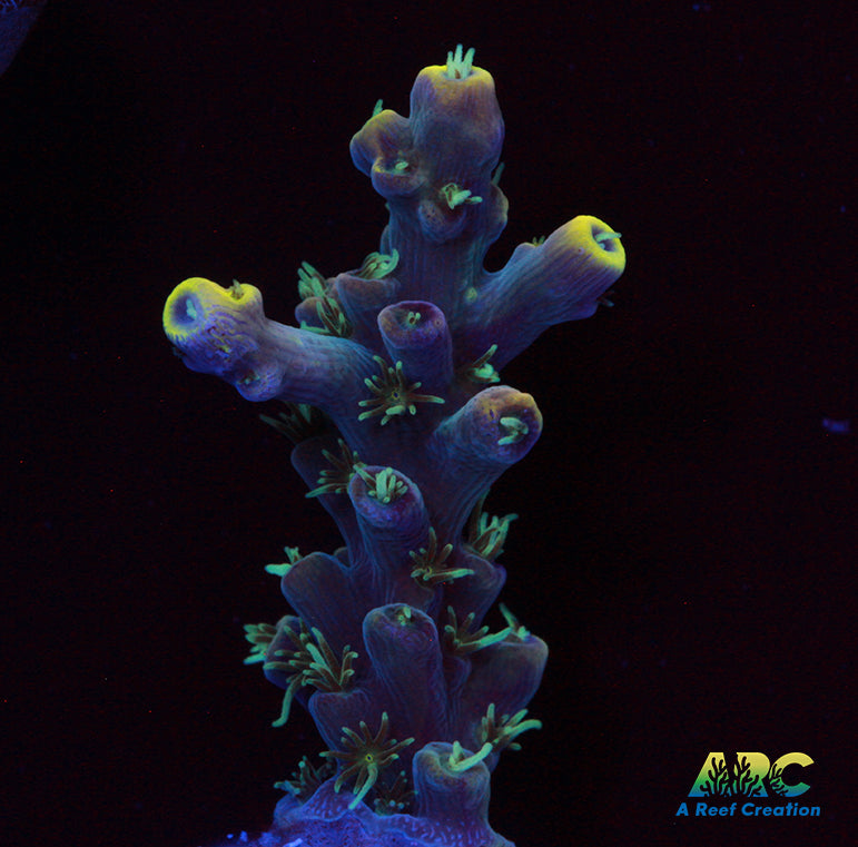 ARC Goldfinger Acro