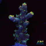 ARC Goldfinger Acro