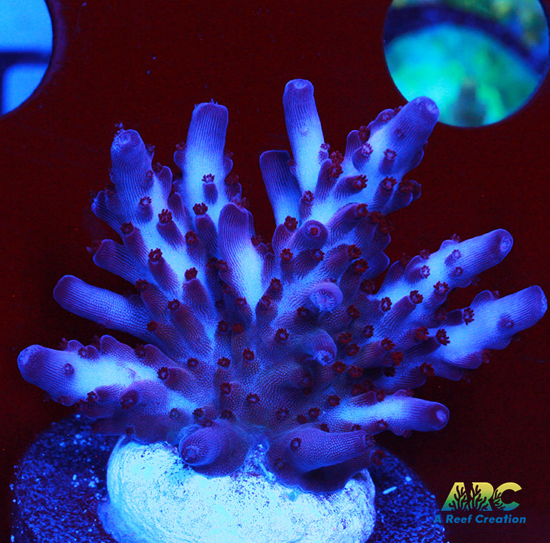 ARC Magic Dragon Acro