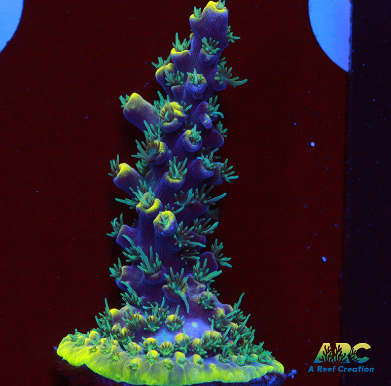 ARC Goldfinger Acro