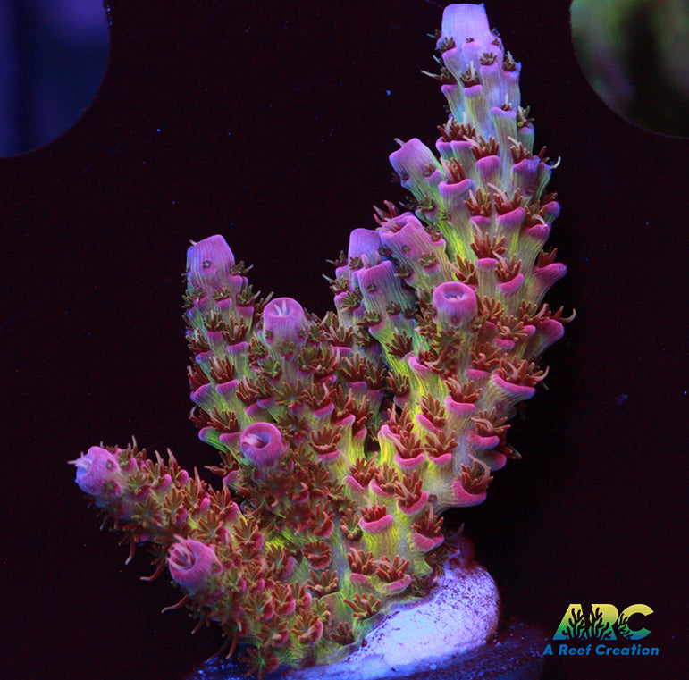 Cherry Corals Firewalker Milli
