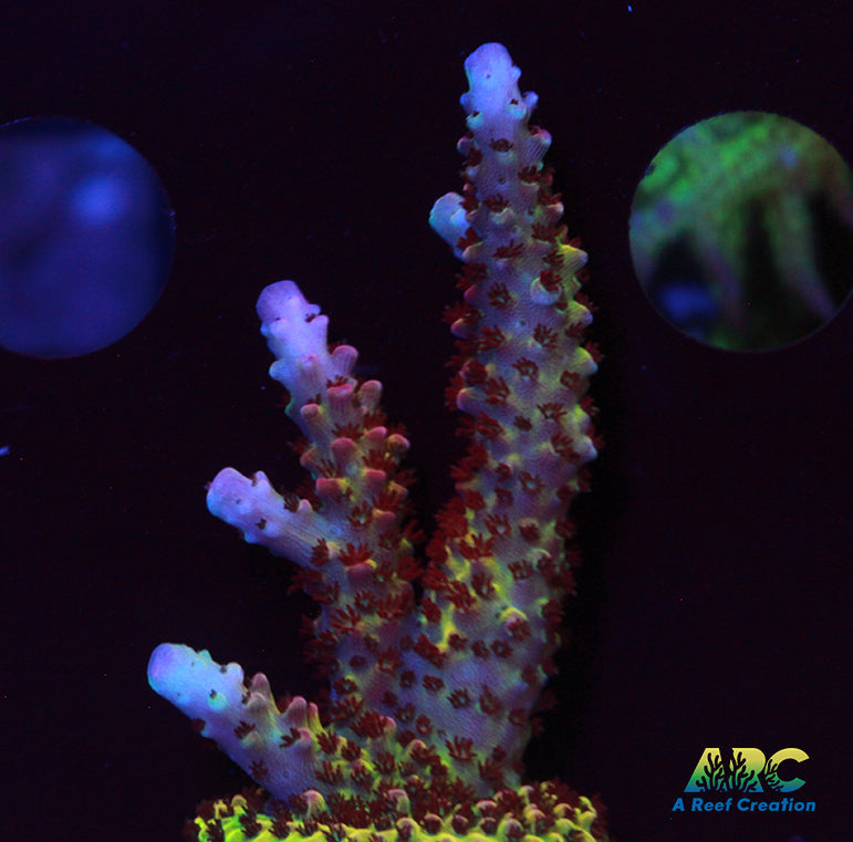 PC Rainbow Acro