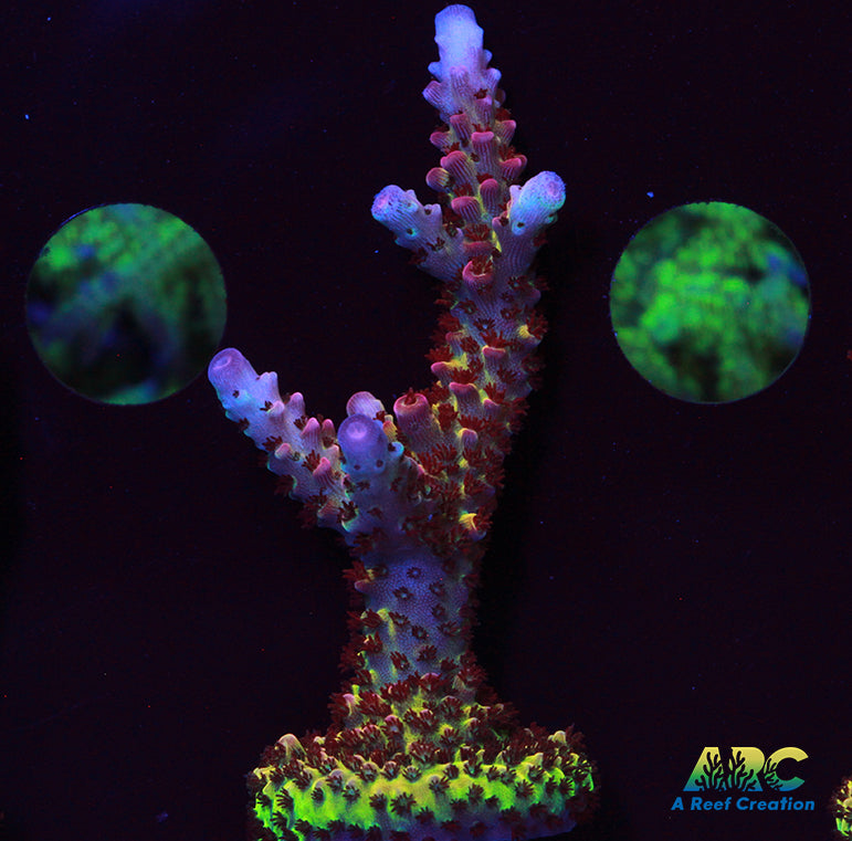 PC Rainbow Acro