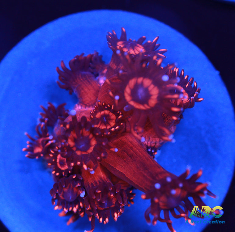 ARC Ruby Red Goni