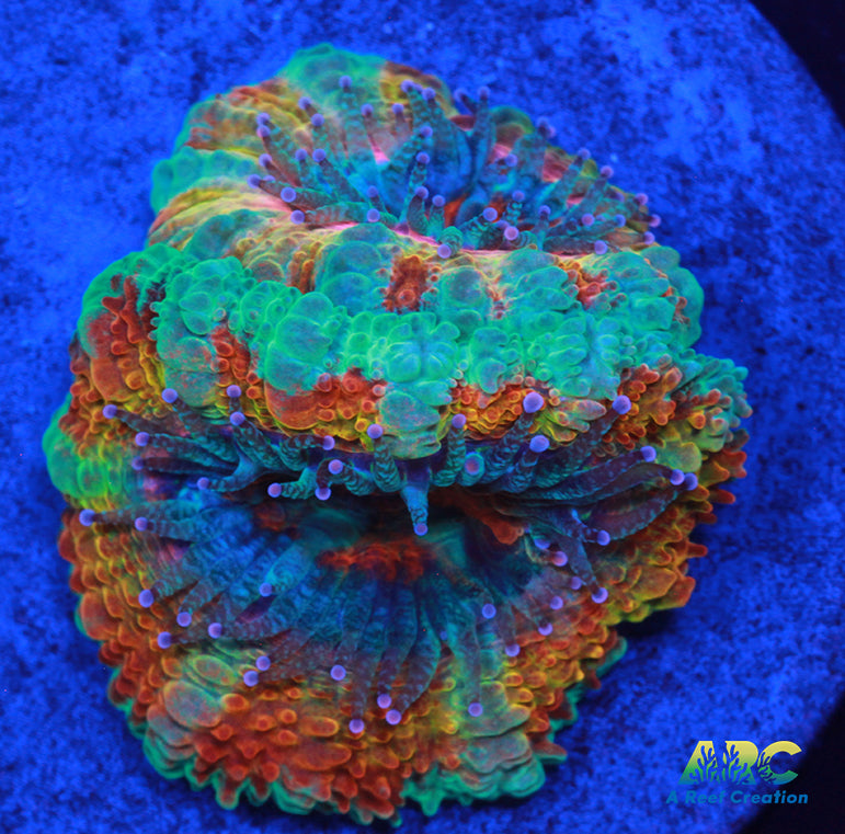 ARC Jolly Rancher Acan