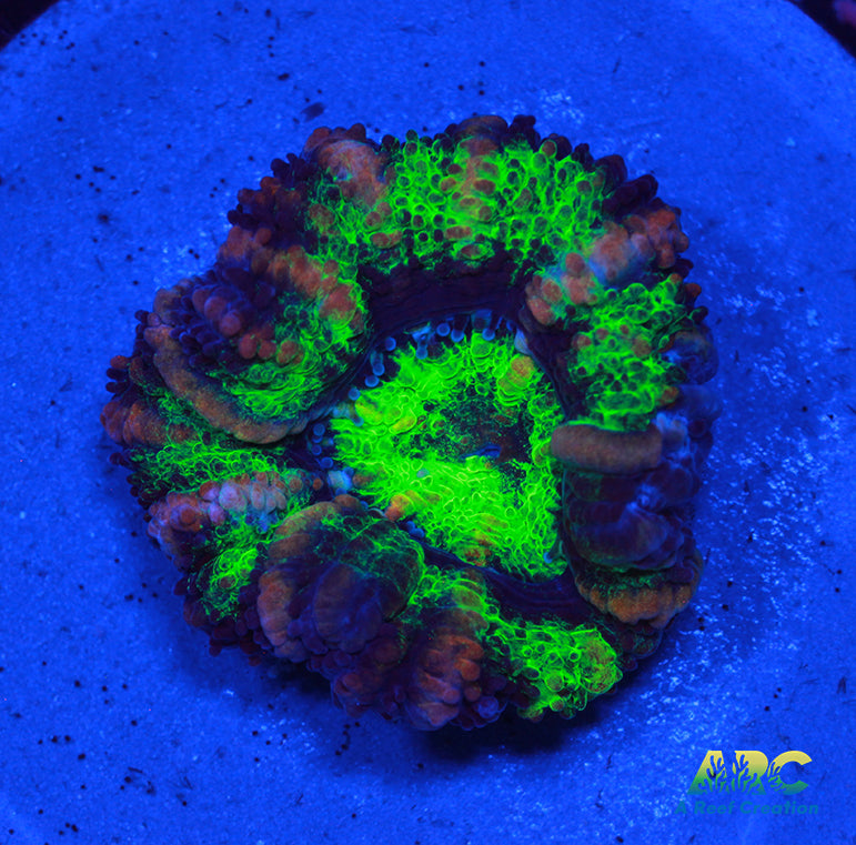 Awesome Green Acan