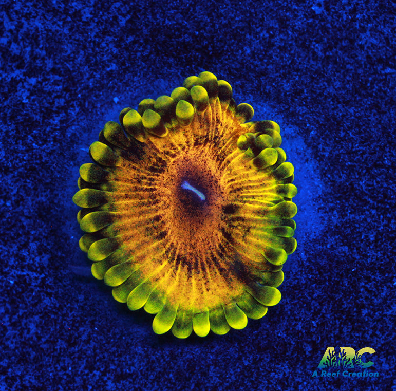 ARC Lemon Haze Zoa