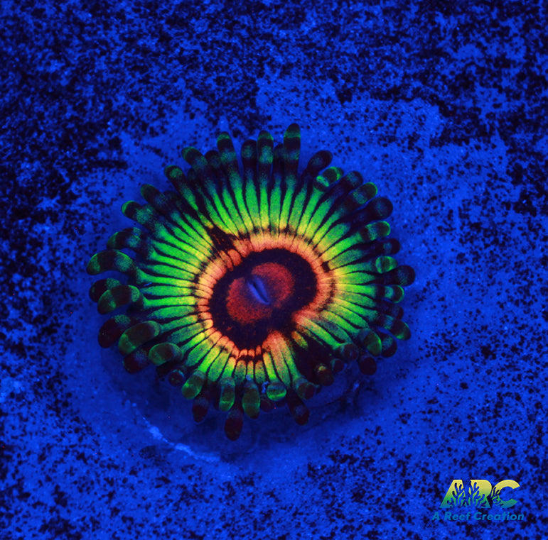 SBB Rainbow Eclipse Zoa