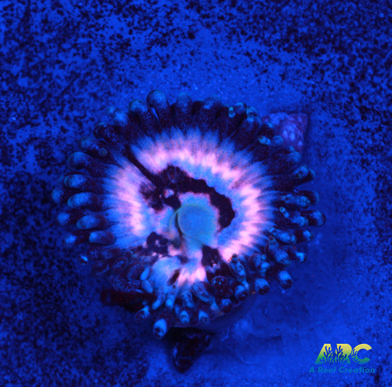 Cherry Corals Pink Constellation