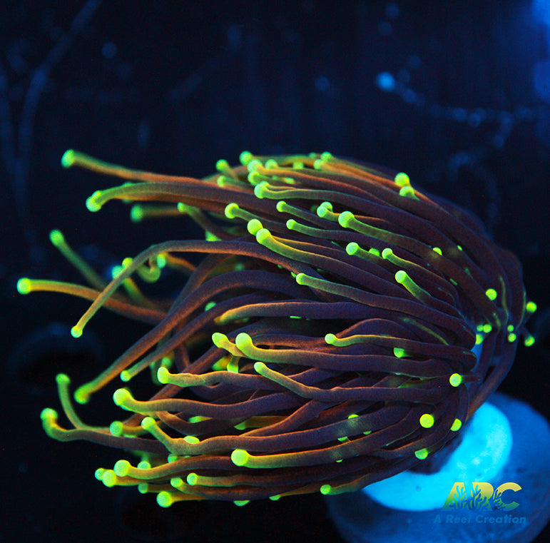 Dragon Soul Torch Splitting Head