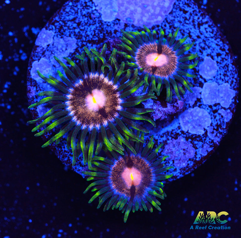WWC Sweet Tooth Zoa