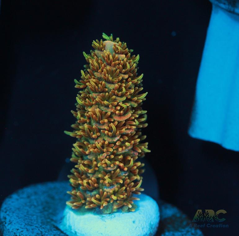 JF Solar Flare