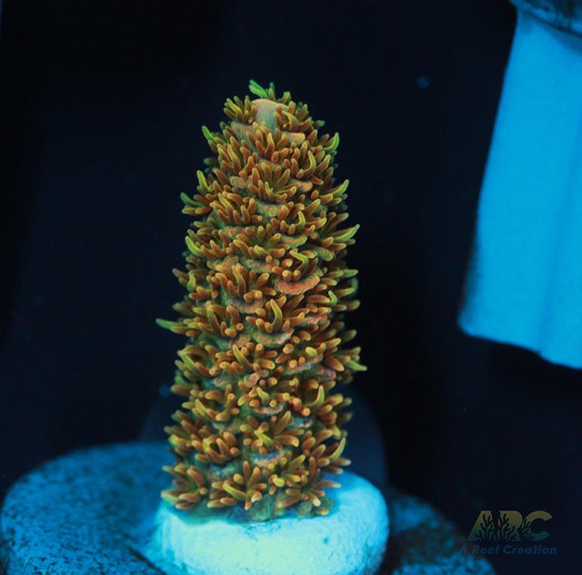 JF Solar Flare