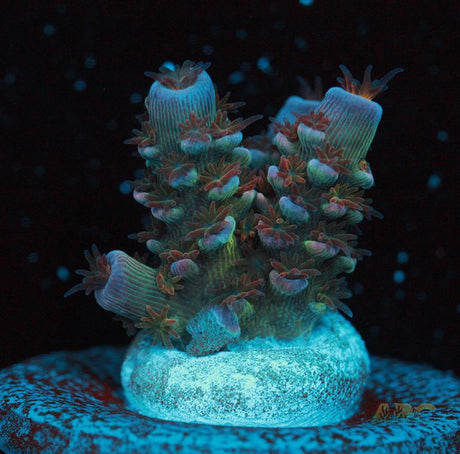 RRC Pink Matrix