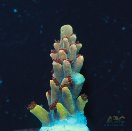 Rainbow Caddy Acro