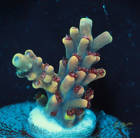 Rainbow Caddy Acro