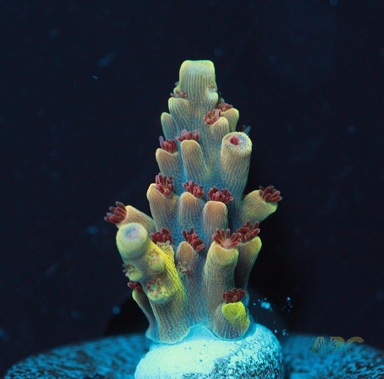 Rainbow Caddy Acro