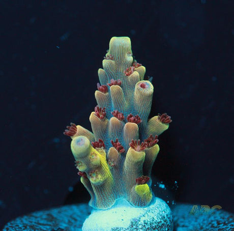 Rainbow Caddy Acro