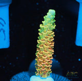 ASD Rainbow Milli