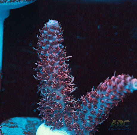 Purple Milli