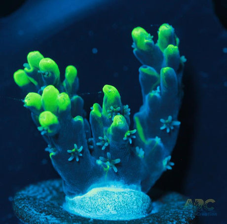 ARC Toxic Swirl Acro