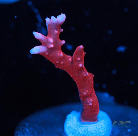 JF TNT Anacropora