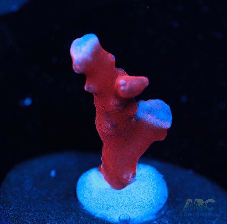 JF TNT Anacropora