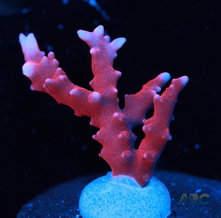 JF TNT Anacropora