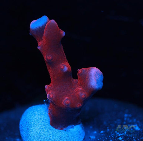 JF TNT Anacropora
