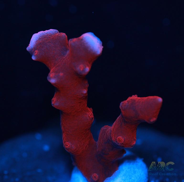 JF TNT Anacropora